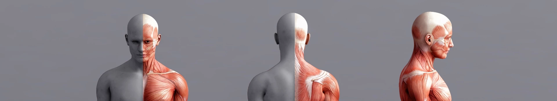 Przekrój mięśni człowieka